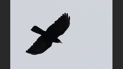 Sarıgagalı Dağ Kargası