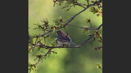 Tanımsız