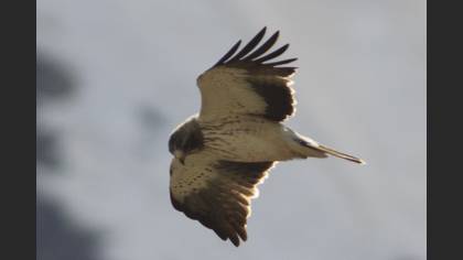 Küçük Kartal