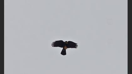Sarıgagalı Dağ Kargası