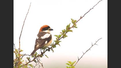Kızılbaşlı Örümcekkuşu