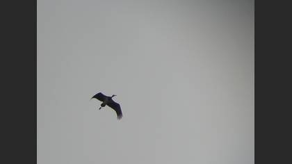 Kara Leylek