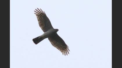 Atmaca
