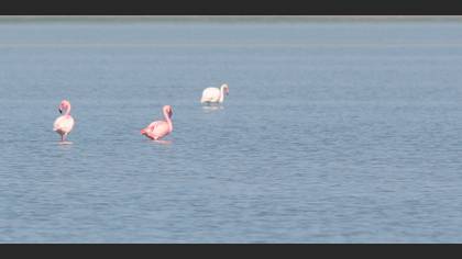 Küçük Flamingo