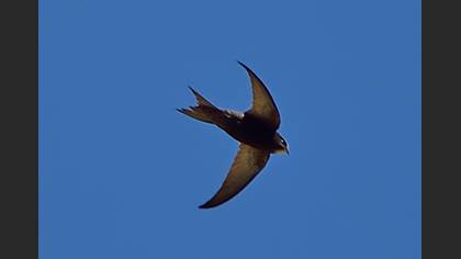 Ebabil