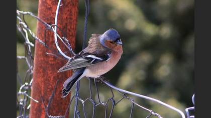 İspinoz
