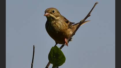 Kirazkuşu