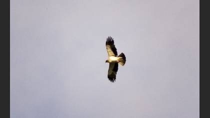 Küçük Kartal