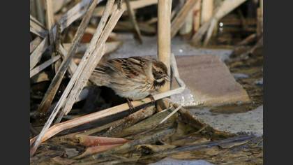 Bataklık Kirazkuşu