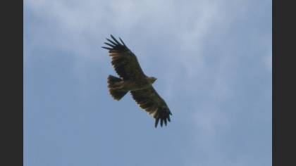 Şah Kartal