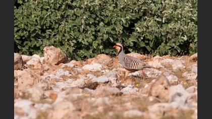 Kınalı Keklik