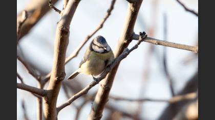Mavi Baştankara