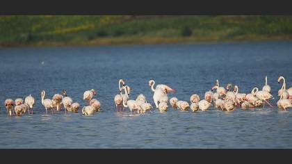 Flamingo