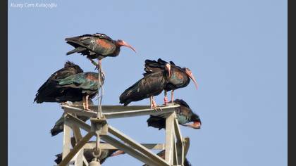 Kelaynak