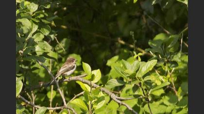 Uzunkuyruklu Baştankara