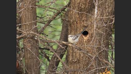 Maskeli Örümcekkuşu