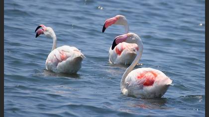 Flamingo