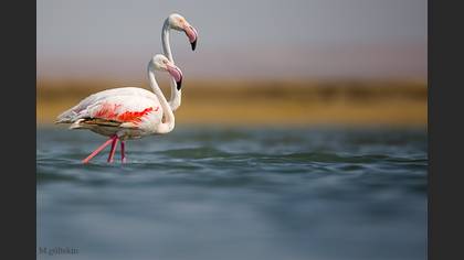 Flamingo