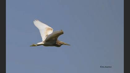 Alaca Balıkçıl