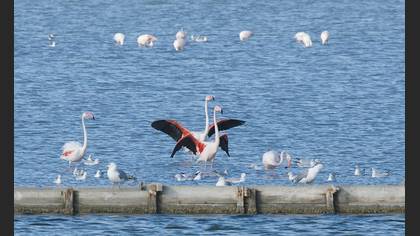 Flamingo