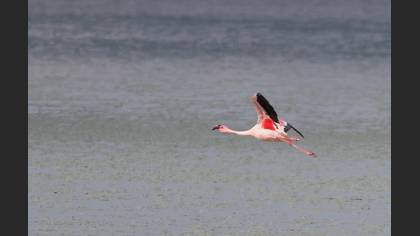 Küçük Flamingo