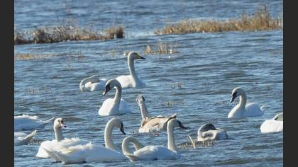 Ötücü Kuğu