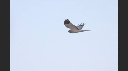 Tanımsız