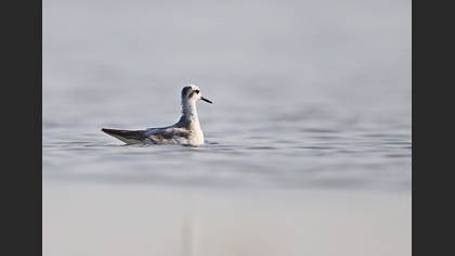 Kızıl Denizdüdükçünü