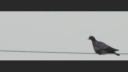 Gökçe Güvercin