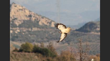 Şahin