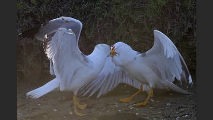 Tanımsız