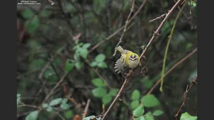 Sürmeli Çalıkuşu