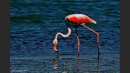 Flamingo
