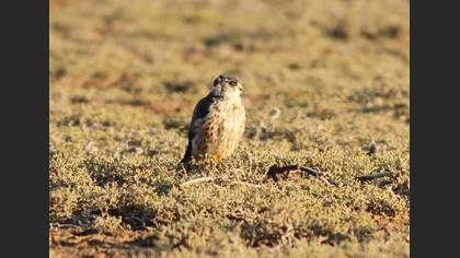 Boz Doğan