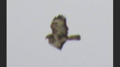Tanımsız