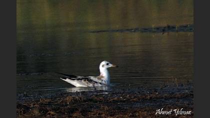 İncegagalı Martı