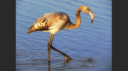 Flamingo