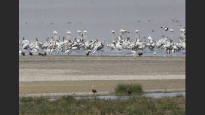 Flamingo