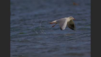 Tanımsız