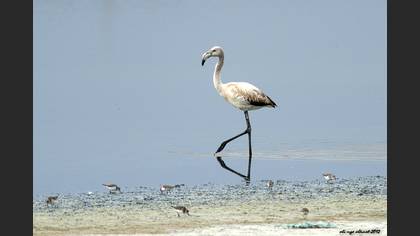 Flamingo