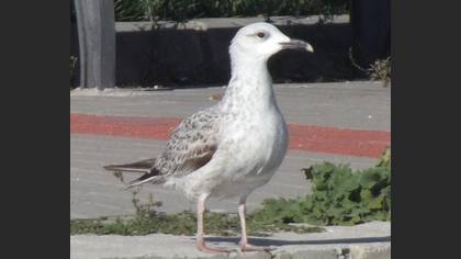 Tanımsız