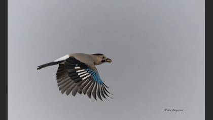 Alakarga