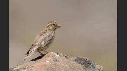Kaya Serçesi
