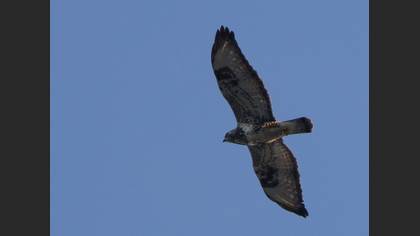 Paçalı Şahin