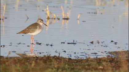 Kızılbacak