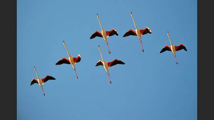 Flamingo