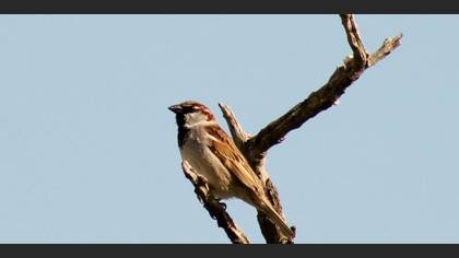Serçe