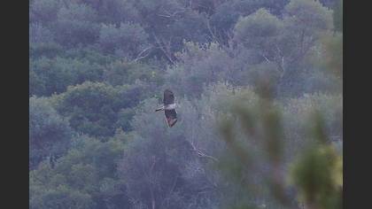 Tavşancıl