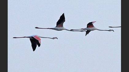 Flamingo