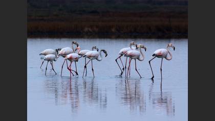 Flamingo